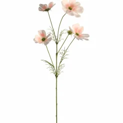 Cosmea LUMINOSA 67 cm apricot