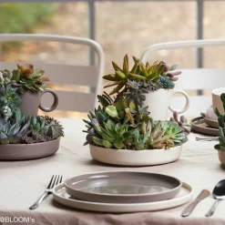 Keramikteller ROMA 20 cm creme tief 6er-Set