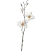 Magnolie VERNAZZA 80 cm weiß