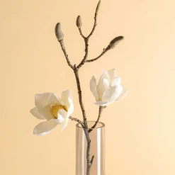 Magnolie VERNAZZA 80 cm weiß