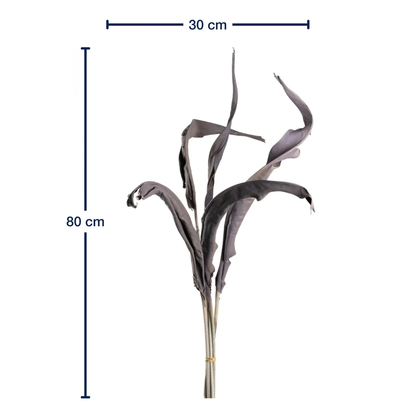 Strelizienblätter FIORE 80 cm taupe 5er-Set