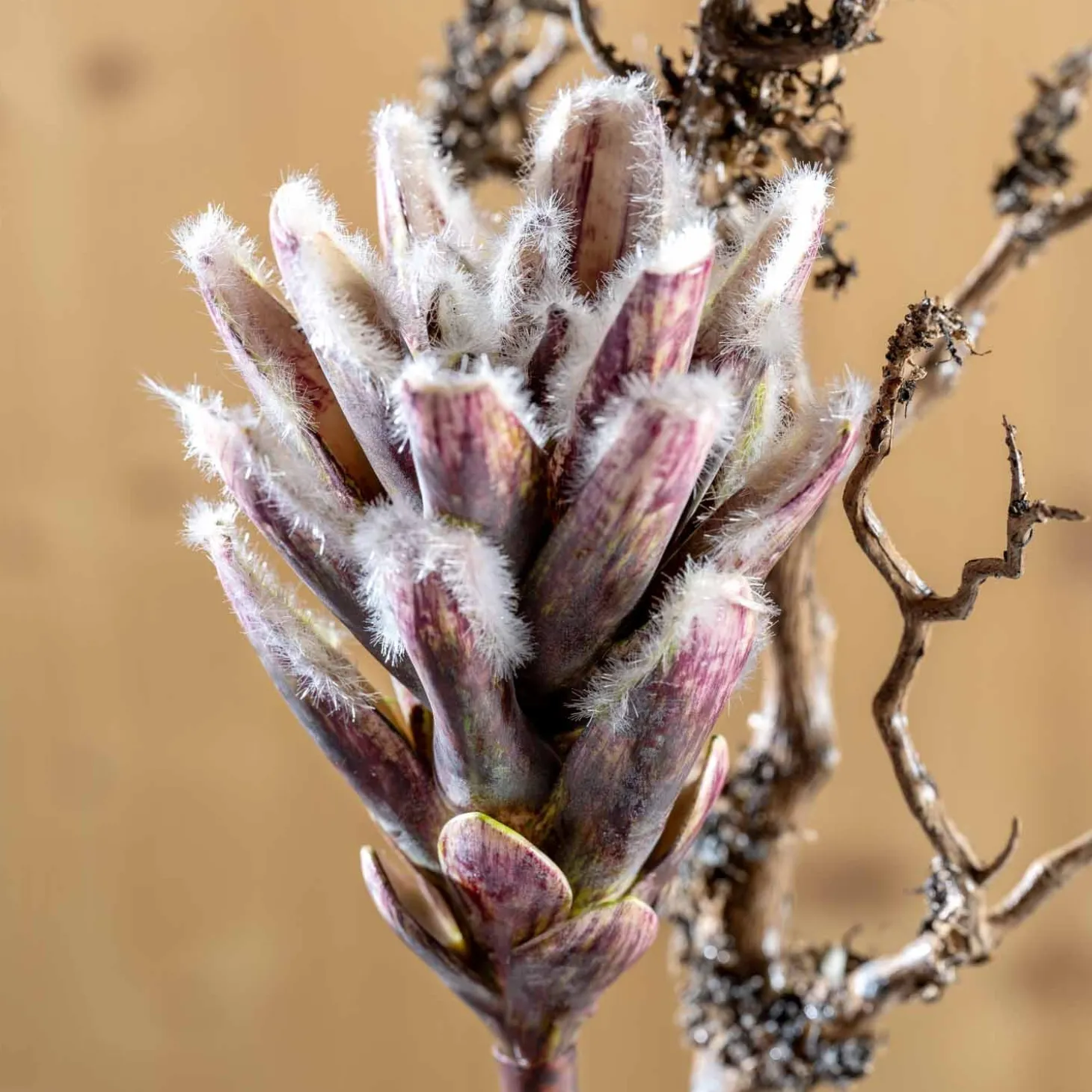 Zweig FIORE 76 cm braun